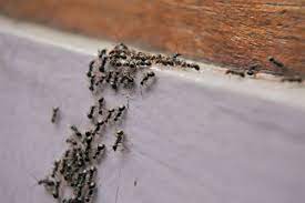 Ako sa zbaviť mravcov v dome?