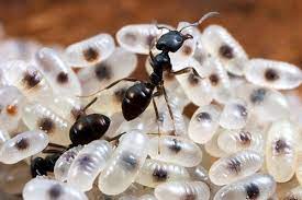 Ložisko mravcov