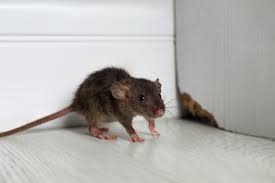 Deratizácia hlodavcov, potkanov a myší