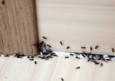 Ako sa zbaviť mravcov v byte?